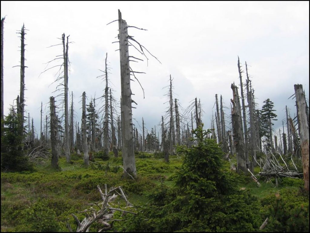 Forêt de résineux impactée par les pluies acides en République Tchèque 20 ans après le pic d’émission de polluants